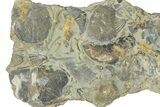 Fossil Brachiopod (Rafinesquina) and Bryozoan Plate - Indiana #285108-1
